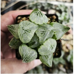 Haworthia 'beauty of obesity' Haworthia 'beauty of obesity'