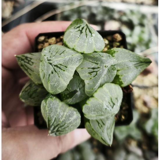 Haworthia 'beauty of obesity' Haworthia 'beauty of obesity'