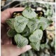 Haworthia 'beauty of obesity' Haworthia 'beauty of obesity'