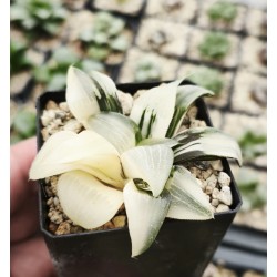 Haworthia bayeri 'VARIEGATED' Haworthia bayeri 'VARIEGATED'