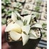 Haworthia bayeri 'VARIEGATED'
