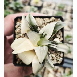 Haworthia bayeri 'VARIEGATED' Haworthia bayeri 'VARIEGATED'