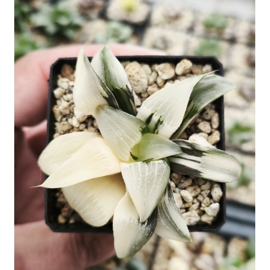 Haworthia bayeri 'VARIEGATED' Haworthia bayeri 'VARIEGATED'
