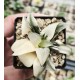 Haworthia bayeri 'VARIEGATED' Haworthia bayeri 'VARIEGATED'
