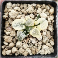 Haworthia groenewaldii 'VARIEGATED' Haworthia groenewaldii 'VARIEGATED'