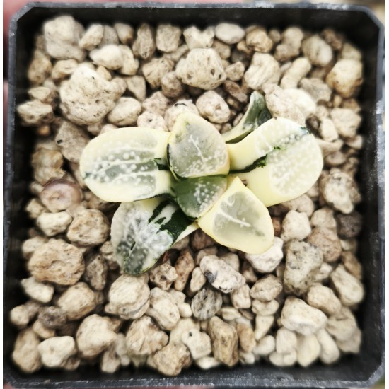 Haworthia groenewaldii 'VARIEGATED' Haworthia groenewaldii 'VARIEGATED'
