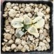 Haworthia groenewaldii 'VARIEGATED' Haworthia groenewaldii 'VARIEGATED'