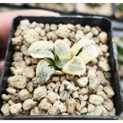 Haworthia groenewaldii 'VARIEGATED' Haworthia groenewaldii 'VARIEGATED'