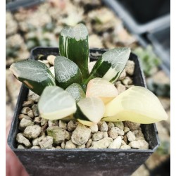 Haworthia bayeri 'VARIEGATED' Haworthia bayeri 'VARIEGATED'
