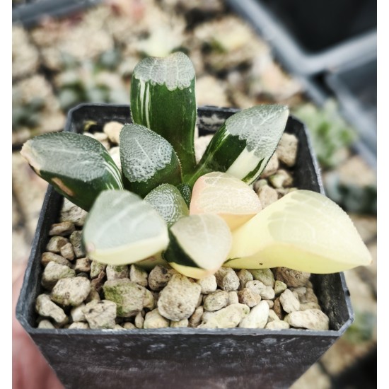 Haworthia bayeri 'VARIEGATED' Haworthia bayeri 'VARIEGATED'