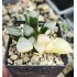 Haworthia bayeri 'VARIEGATED'