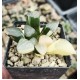 Haworthia bayeri 'VARIEGATED' Haworthia bayeri 'VARIEGATED'