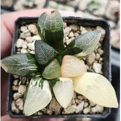Haworthia bayeri 'VARIEGATED' Haworthia bayeri 'VARIEGATED'