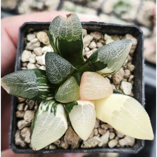 Haworthia bayeri 'VARIEGATED' Haworthia bayeri 'VARIEGATED'