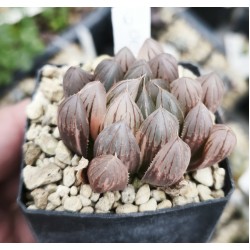 Haworthia obtusa led lamp variegated XXL Haworthia obtusa led lamp variegated XXL