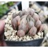 Haworthia obtusa led lamp variegated XXL