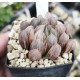 Haworthia obtusa led lamp variegated XXL Haworthia obtusa led lamp variegated XXL
