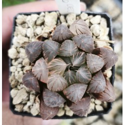 Haworthia obtusa led lamp variegated XXL Haworthia obtusa led lamp variegated XXL