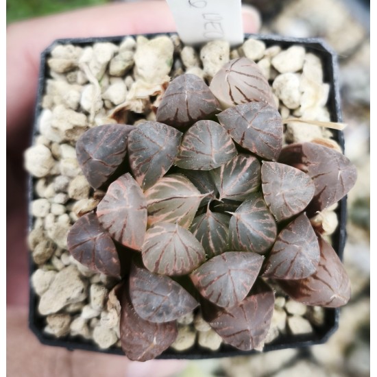 Haworthia obtusa led lamp variegated XXL Haworthia obtusa led lamp variegated XXL