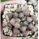 Haworthia obtusa led lamp variegated XXL Haworthia obtusa led lamp variegated XXL