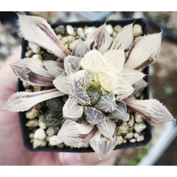 Haworthia wimii variegated XXL with offset Haworthia wimii variegated XXL with offset