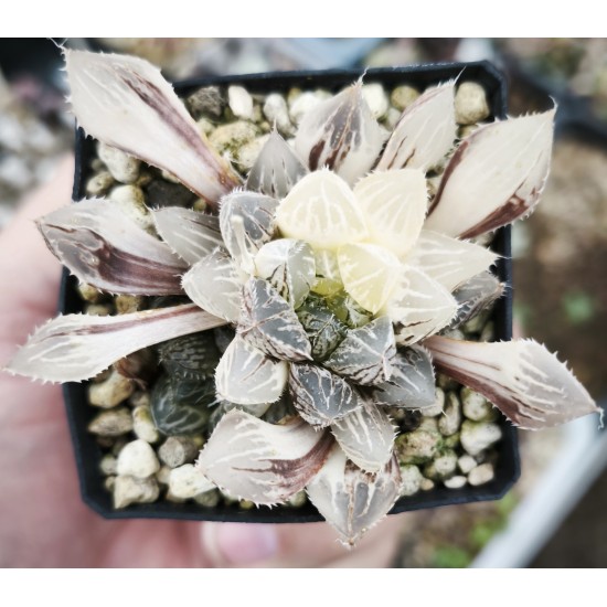 Haworthia wimii variegated XXL with offset Haworthia wimii variegated XXL with offset