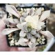 Haworthia wimii variegated XXL with offset Haworthia wimii variegated XXL with offset