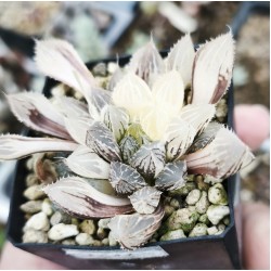 Haworthia wimii variegated XXL with offset Haworthia wimii variegated XXL with offset