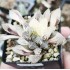 Haworthia wimii variegated XXL with offset