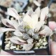 Haworthia wimii variegated XXL with offset Haworthia wimii variegated XXL with offset