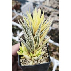 Haworthia fasciata variegated XXL with 4 offsets Haworthia fasciata variegated XXL with 4 offsets