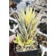 Haworthia fasciata variegated XXL with 4 offsets Haworthia fasciata variegated XXL with 4 offsets