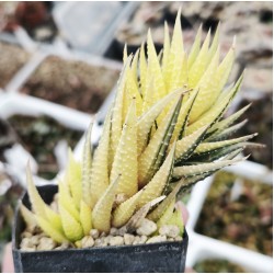 Haworthia fasciata variegated XXL with 4 offsets Haworthia fasciata variegated XXL with 4 offsets