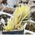 Haworthia fasciata variegated XXL with 4 offsets