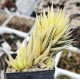 Haworthia fasciata variegated XXL with 4 offsets Haworthia fasciata variegated XXL with 4 offsets