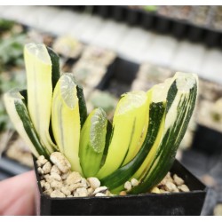Haworthia truncata variegated XXL Haworthia truncata variegated XXL