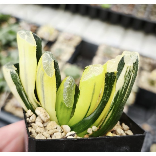Haworthia truncata variegated XXL Haworthia truncata variegated XXL