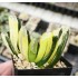 Haworthia truncata variegated XXL