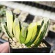 Haworthia truncata variegated XXL Haworthia truncata variegated XXL