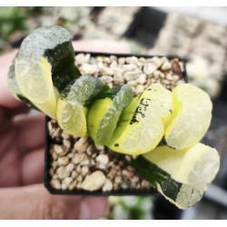 Haworthia truncata variegated XXL Haworthia truncata variegated XXL