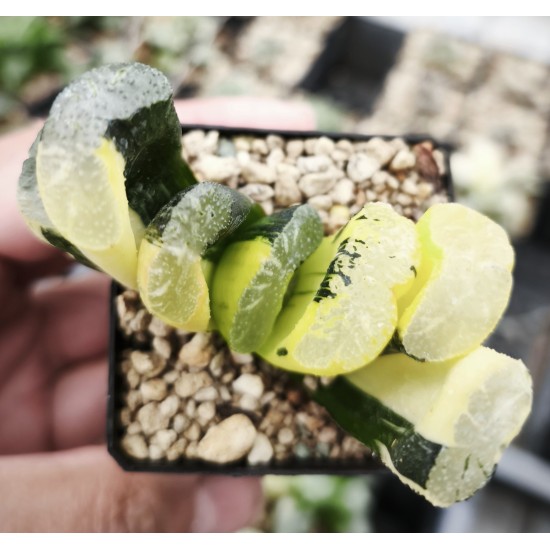 Haworthia truncata variegated XXL Haworthia truncata variegated XXL