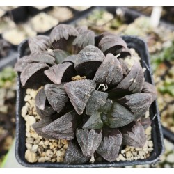 Haworthia badia 'PURPLE DREAM' DICHOTOMIC 