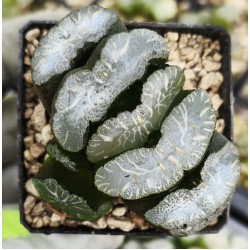 Haworthia truncata 'MAMMOTH'