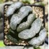 Haworthia truncata 'MAMMOTH'