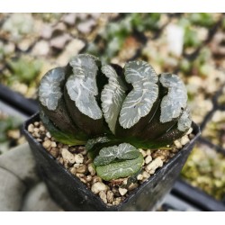 Haworthia truncata 'MAMMOTH'