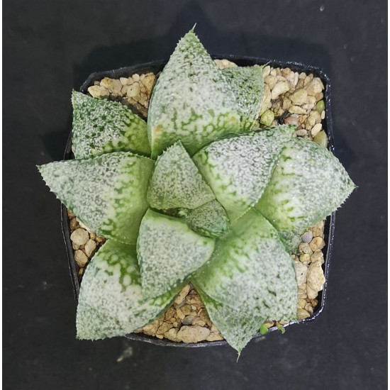 Haworthia picta 'WHITE'