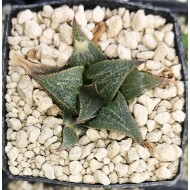 Haworthia 'ALUMINIUM STAR' Gerhard Marx hybrid 大型绘卷 Selected Ōgata Venusta 大型ベヌスタ