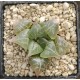 Haworthia badia  'YUYAKE'