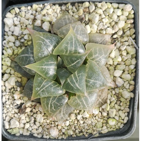 Haworthia badia  'YUYAKE'