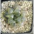 Haworthia badia  'YUYAKE'